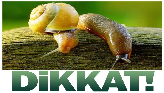 SALYANGOZ VE SÜMÜKLÜ  BÖCEK UYARISI!