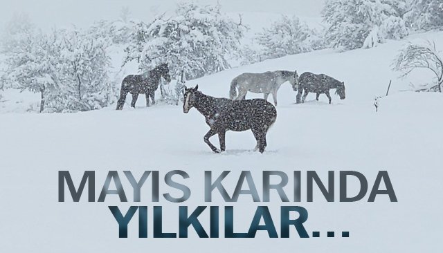 MAYIS KARINDA  YILKI ATLARI…