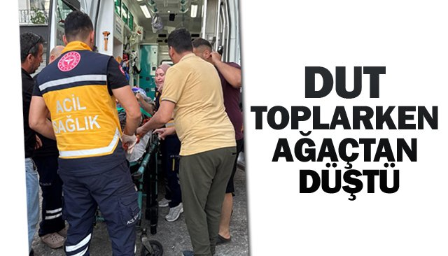 DUT TOPLARKEN  AĞAÇTAN DÜŞTÜ