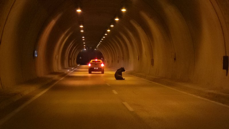 OTOMOBİLİN ÇARPTIĞI AYI ÖLDÜ - 3