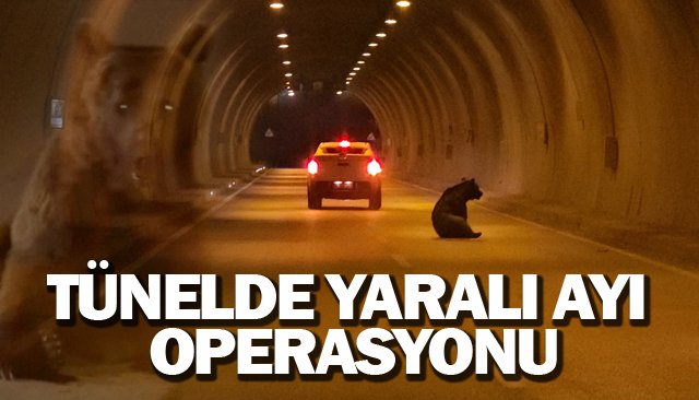 Otomobilin çarptığı ayı tüneli birbirine kattı 