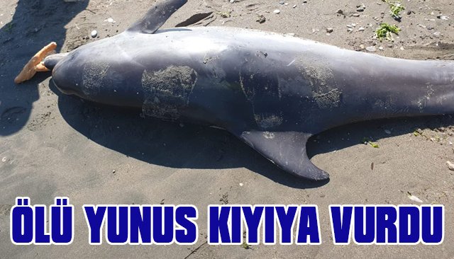 ÖLÜ YUNUS KIYIYA VURDU