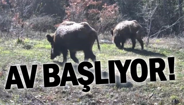 YABAN DOMUZU AVI YAPILACAK
