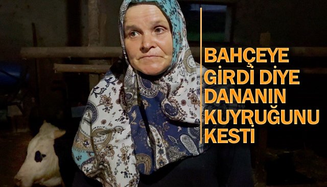 BAHÇEYE GİRDİ DİYE  DANANIN KUYRUĞUNU KESTİ