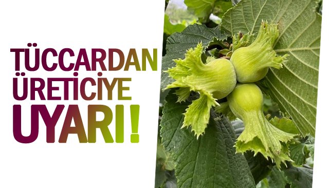 ´´Dalından toplamayın, yere dökülmesini bekleyin´´