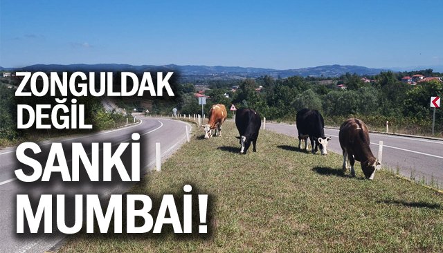 İNEK SAHİPLERİ  TEHLİKE SAÇIYOR!