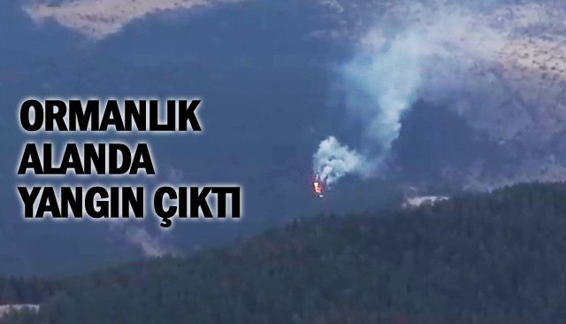 ORMANLIK ALANDA YANGIN ÇIKTI