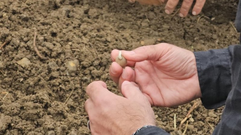 SALEP ÜRETİMİNDE  3 MİLYON GELİR… - 1