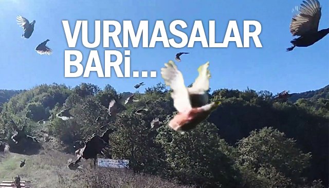 YABAN İÇİN SÜLÜNLER SALINDI