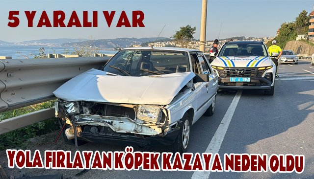 YOLA FIRLAYAN KÖPEK KAZAYA NEDEN OLDU