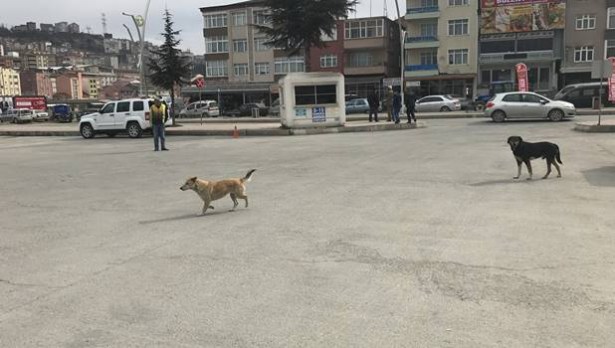 Alaplı´ya bırakılan köpekler için belediye alarmda