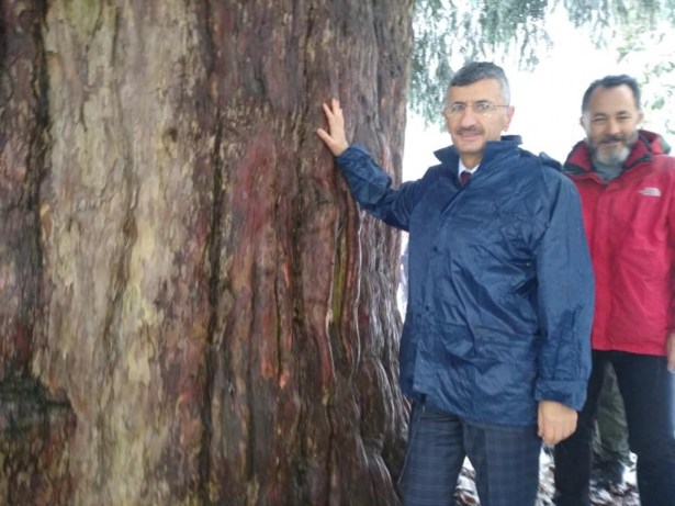 Vali Bektaş, 4 bin yaşındaki ağacı ziyaret etti