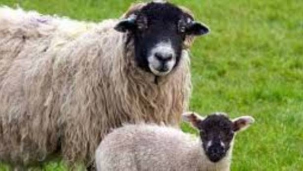 Arı ve koyun yetiştiricilerine destek