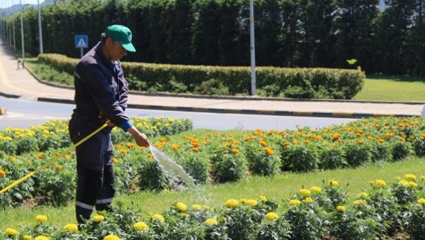 Ereğli Belediyesi, çiçek üretiminde rekor hedefliyor